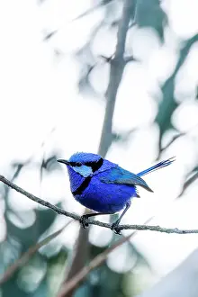 Superb Fairy-wren (Malurus Cyaneus) Prints: Perching Male Splendid Fairywren - Malurus splendens