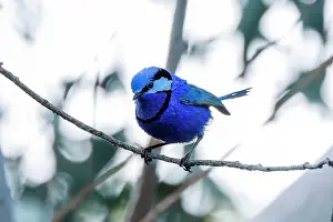 Superb Fairy-wren (Malurus Cyaneus) Prints: Perching Male Splendid Fairywren - Malurus splendens