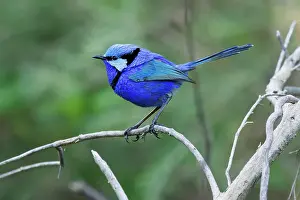 Perching Male Splendid Fairywren - Malurus splendens