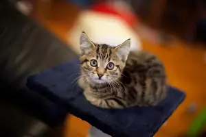 Cat Prints: Percy