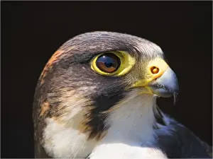 Headshot Prints: Peregrine Falcon