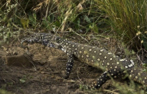 Perentie monitor lizard eating snake Perentie monitor lizard eating snake