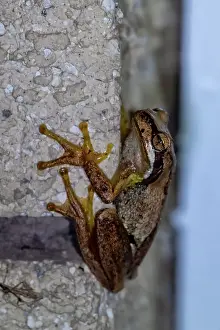 Prints of Peron's tree frog - Litoria peronii, climbing up a brick wall Louise Docker Photography Prints: Peron's tree frog climbing up a wall