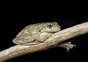 Frogs Collection: Perons Tree Frog (Litoria peroni)