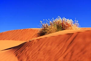 Images Dated 2011 November: Perry Sandhills, Red Dunes Against Clear Blue Sky