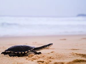 Turtles Collection: Pet turtle running along sand by sea
