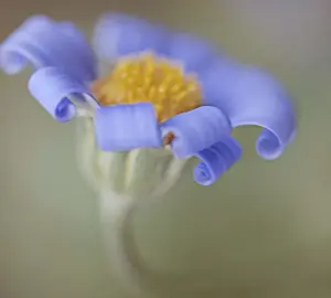Petal curls