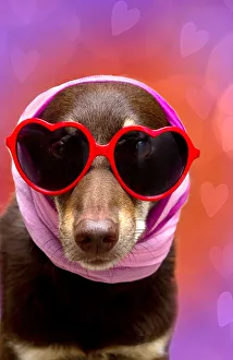 <b class=qtipBold><figcaption>Pets Wearing Glasses</figcaption></b><br>Pets in glasses- a dog dressed in a headscarf and glasses Pets Wearing Glasses