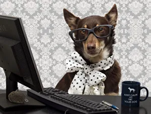 <b class=qtipBold><figcaption>Pets Wearing Glasses</figcaption></b><br>Pets wearing glasses- a kelpie wearing glasses sitting at a keyboard Pets Wearing Glasses