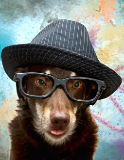<b class=qtipBold><figcaption>Pets Wearing Glasses</figcaption></b><br>Pets wearing glasses-kelpie wearing hipster hat and glasses Pets Wearing Glasses