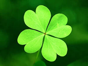 Images Dated 12th March 2015: Photo, four leaf clover, Color, Low res