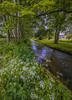 Riverbank Prints: Piddle river Atholhampton