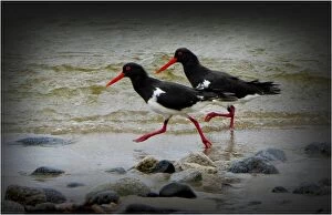 Images Dated 10th February 2012: Pied Oyster catchers running along an ocean foreshore