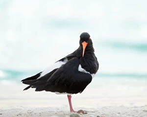Images Dated 28th May 2021: Pied Oystercatcher