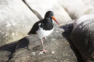 Pied Oystercatcher on a coastal rock