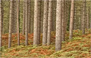 Pine forest at Arne, Dorset, England, United Kingdom
