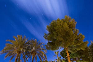 Images Dated 26th January 2013: Pines and palm trees in the night