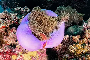 Great Barrier Reef Prints: Pink anemone fish and anemone, Great Barrier Reef Marine Park
