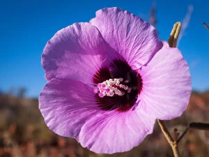 Kerry Whitworth Photography Collection: Pink Australian wildflower Sturt Desert Rose