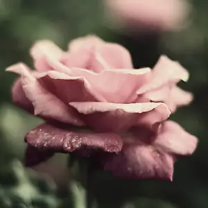 Flower Prints: Pink Autumn rose at Montalto winery