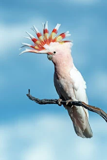 Birds Collection: Pink Cockatoo (Lophochroa leadbeateri)