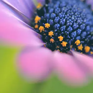 Images Dated 11th September 2011: Pink daisy