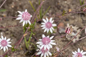 Pink Flannel Flower (Actinotus forsythii) Pink Flannel Flower (Actinotus forsythii)