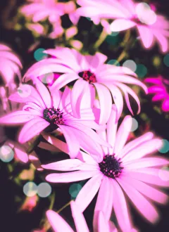 Flower And Plant Prints: pink florals