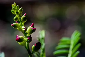 Country NSW Prints: Pink flower buds