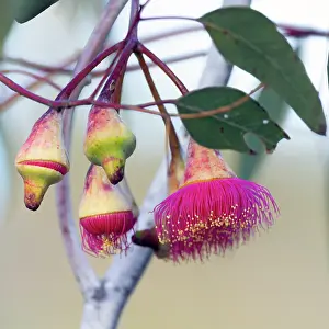 Pink flowering gum tree blossom - Bibra Lake, Western Australia