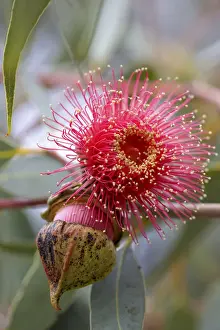 Pink flowering gum tree blossom - Perth, Western Australia