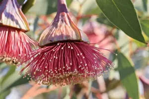 Pink flowering gum tree blossom - Perth, Western Australia