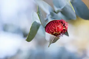 : Pink flowering gum tree blossom - Perth, Western Australia