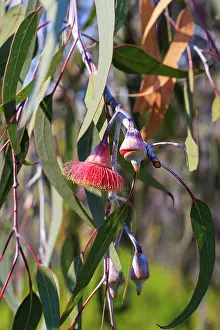 : Pink flowering gum tree blossom - Perth, Western Australia