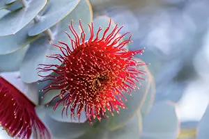 : Pink flowering gum tree blossom - Perth, Western Australia