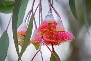 : Pink flowering gum tree blossom - Perth, Western Australia