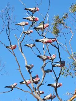 Pink and grey galahs