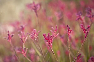Flowers Collection: Pink Kangaroo Paw Flowers