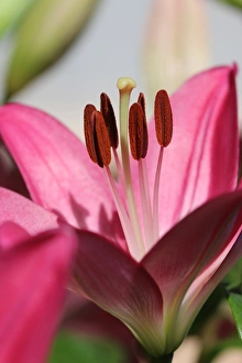 Pink Lilium Petals
