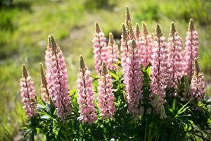 Images Dated 26th July 2017: Pink lupines