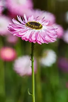 Pink native everlasting or Paper Daisy - Perth Western Australia
