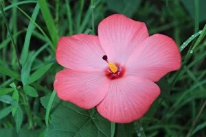 Images Dated 13th November 2014: Pink Rainforest Flower