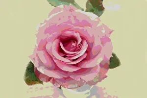 Nicola Morgan Artworks Prints: pink rose