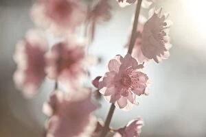 Botanical Art Prints Collection: Pink spring blossoms