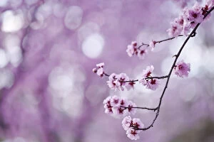 Botanical Art Prints Collection: Pink Spring blossoms