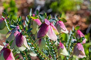 Pink and White Bell shaped Flower - Bell Darwinia