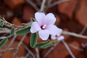 Beautiful Australian Wildflowers Collection: Pink wildflower in bloom on the route of the Ridge Walk near Kings Canyon Resort, Petermann