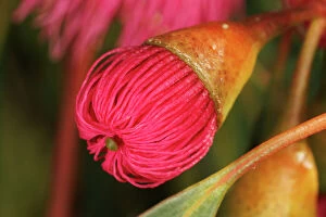 Images Dated 8th June 2023: Pink and Yellow Eucalyptus Gum Blossom