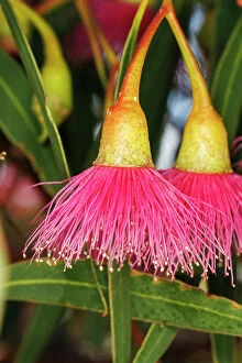 Botanical Art Prints Collection: Pink and Yellow Eucalyptus Gum Blossom