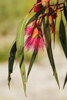 Robbie Goodall Photography Prints: Pink and Yellow Eucalyptus Gum Blossom